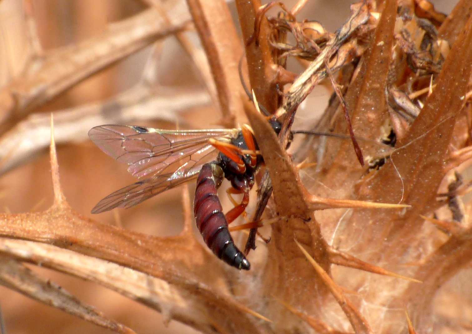 Ichneumonidae Pimplinae: forse maschi di Exeristes sp.,
